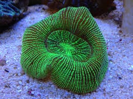 Brain Coral; Met. Stripe; Australia - Trachyphyllia geoffroyi