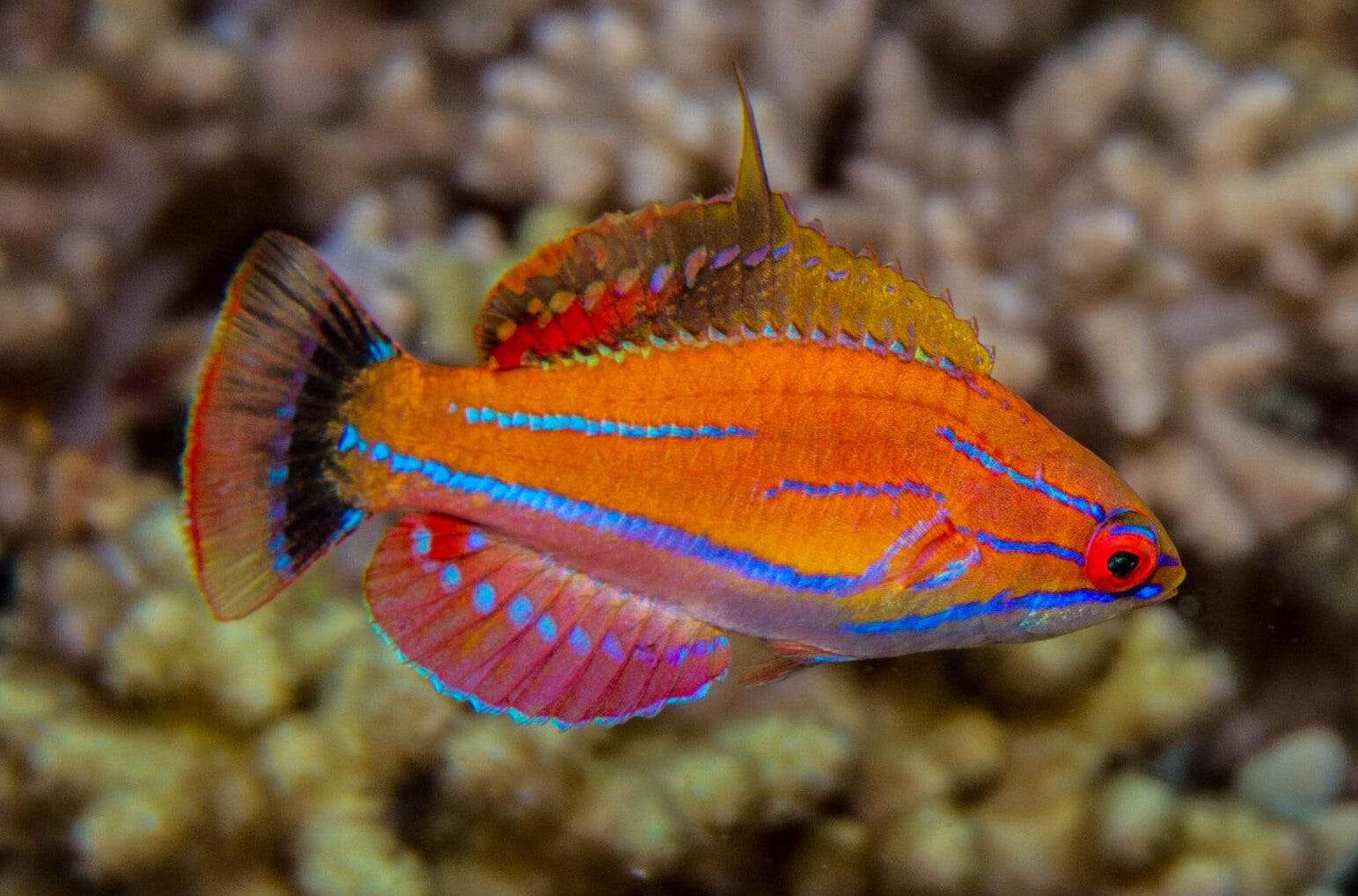 McCoskeri Flasher Wrasse; Male; Maldives - Paracheilinus mccoskeri