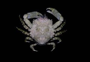 Crab: Pithos