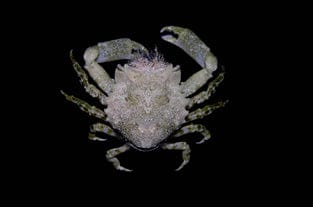 Pithos Crab - Pitho mirabilis