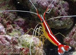 Cleaner Shrimp - Lysmata amboinensis