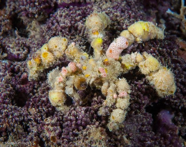 Crab: Decorator Spider