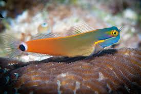 Tailspot Blenny - Ecsenius stigmatura