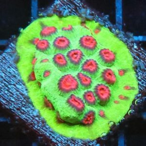 SDC Cyphastrea: Blood Orange Cu
