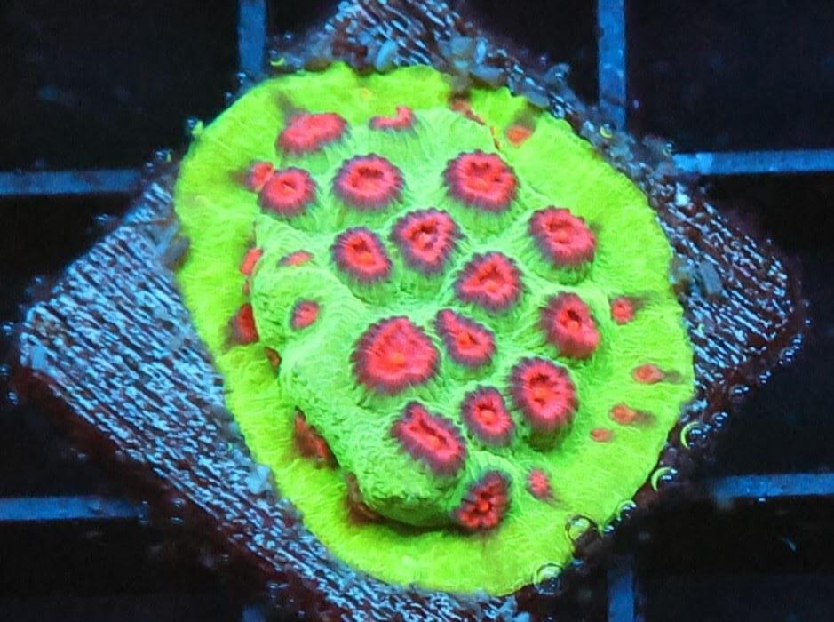 SDC Cyphastrea: Blood Orange Cu