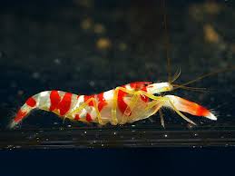 Pistol Shrimp; Candy Stripe - Alpheus sp.