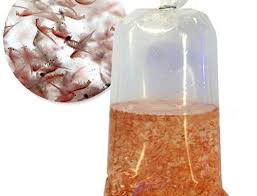 Artemia; Adult Brine 1 lb.