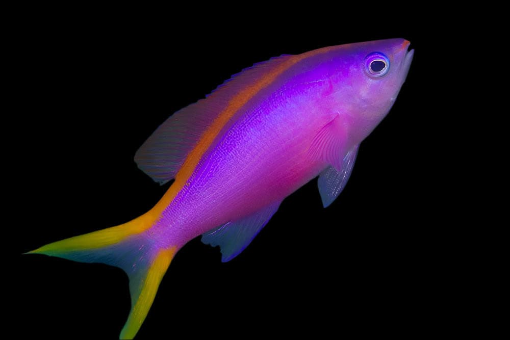 Anthias: Purple Queen Female