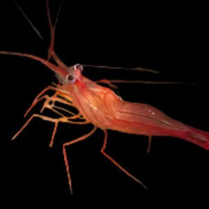 Shrimp: Peppermint; Atl.