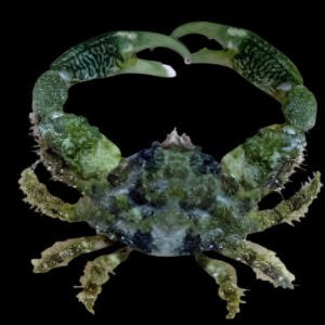Crab: Emerald; Atl.