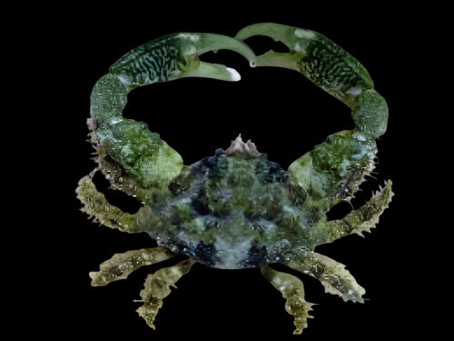 Emerald Crab; Atl. - Mithraculus sculptus