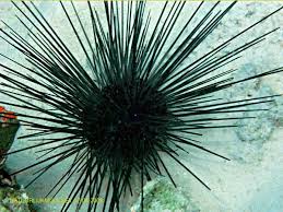 Long Spine Urchin - Diadema sp.