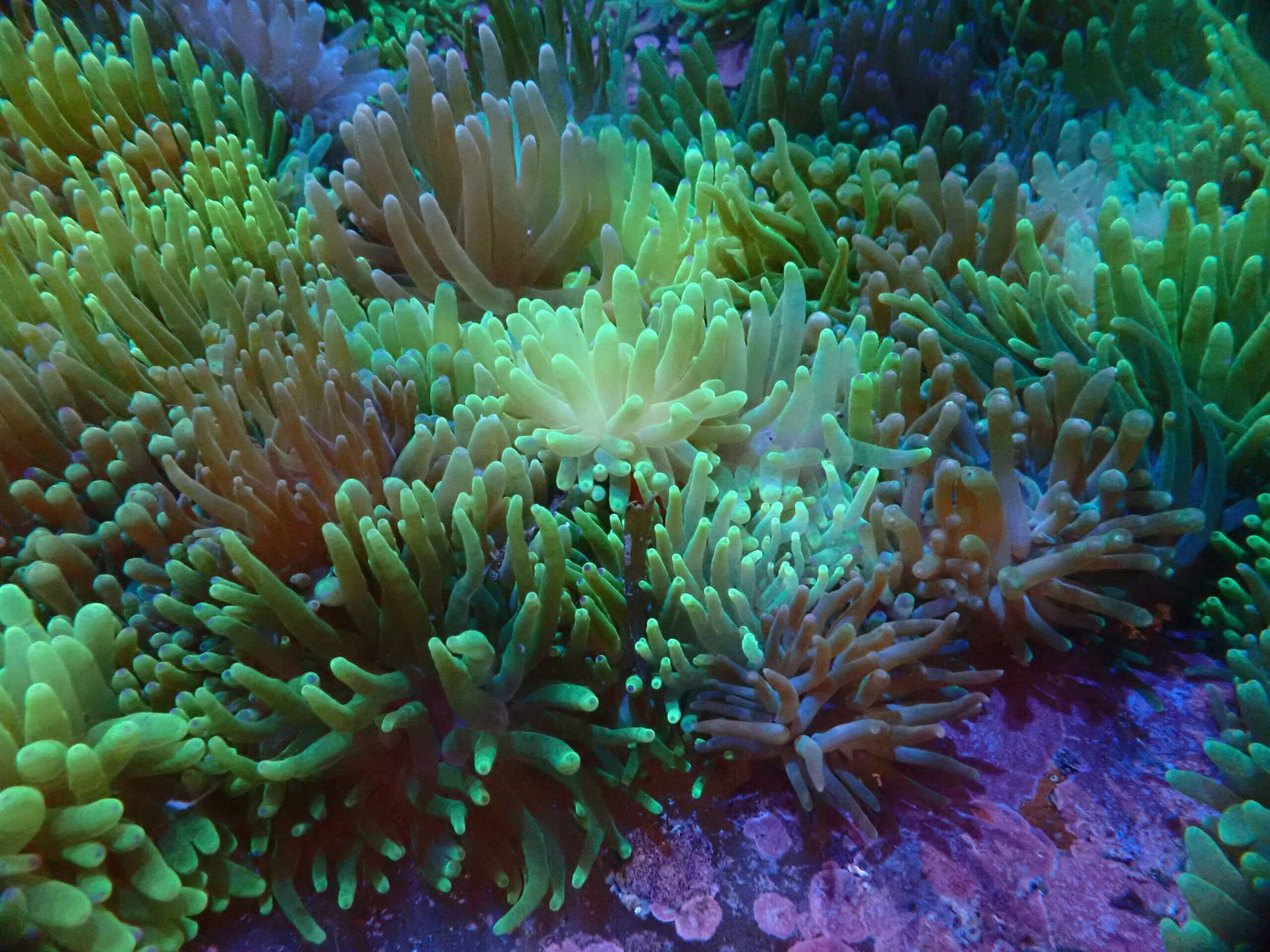 Condylactis Anemone; Color; Atl. - Condylactis gigantea
