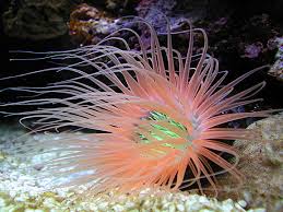 Tube Anemone; Super Orange - Cerianthus sp.