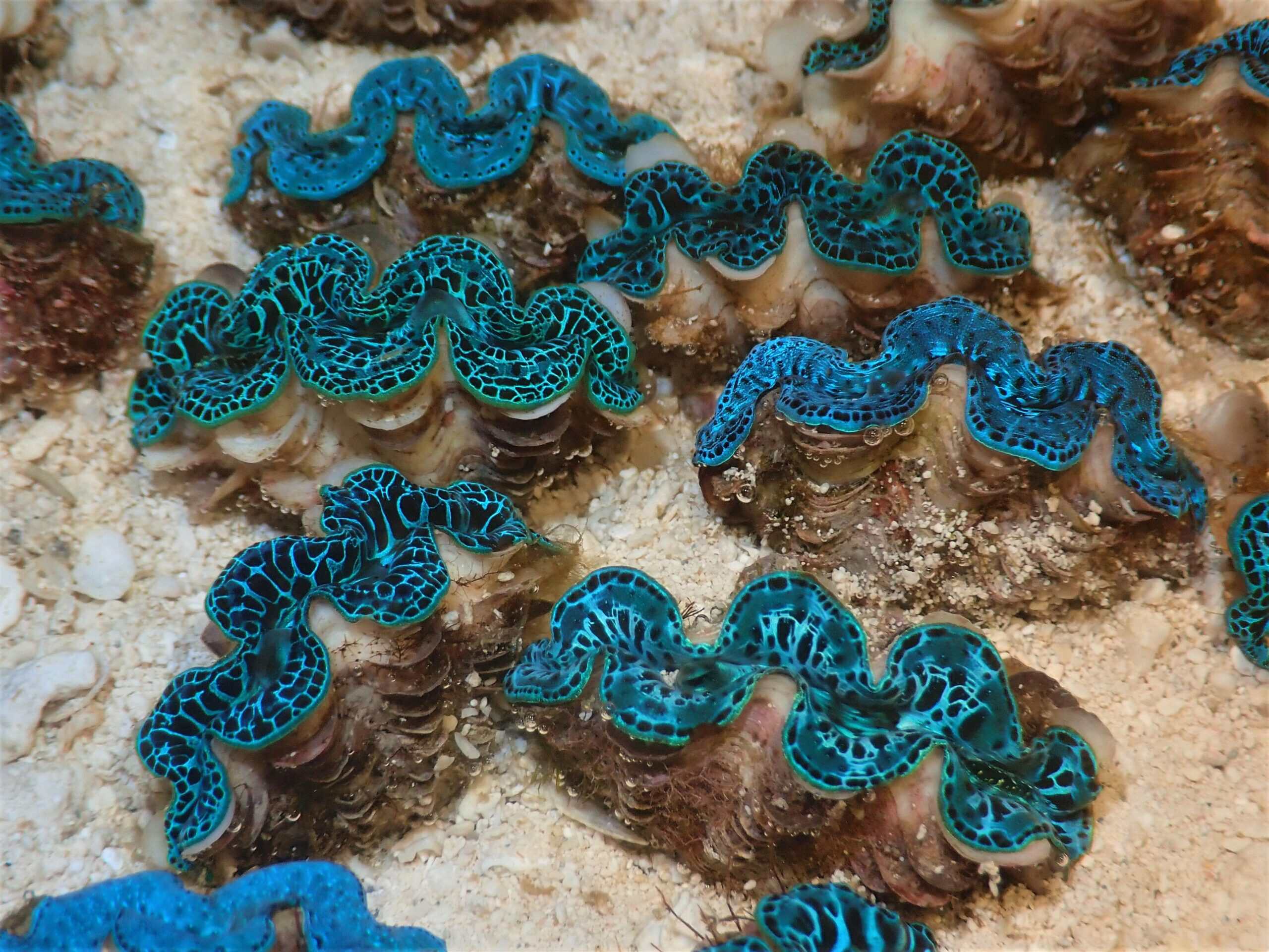 Maxima Clam; Ultra Grade; T/R - Tridacna Maxima