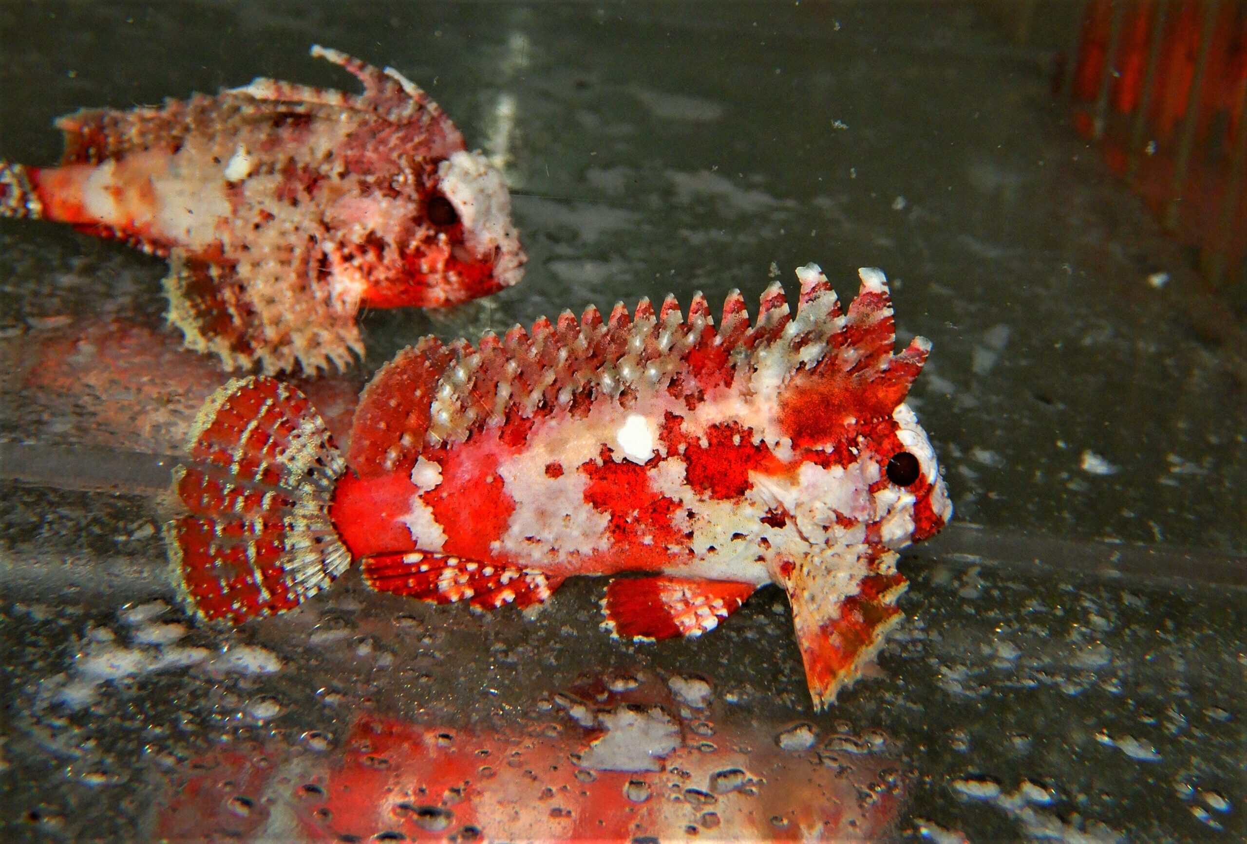 Pygmy Waspfish; Red - Paracentropogon zonatus