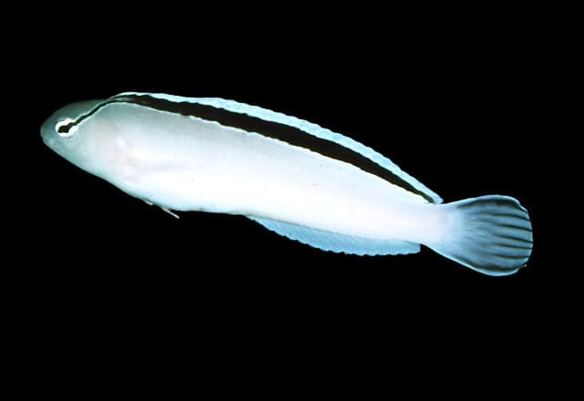 Smiths Blenny - Meiacanthus smithi