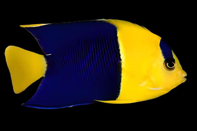 Bicolor Angel; Fiji - Centropyge bicolor