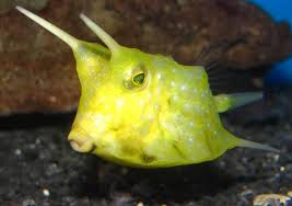 Long Horned Cowfish - Lactoria cornuta