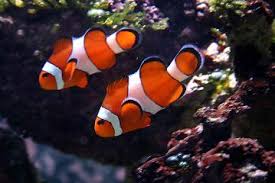 Ocellaris Clown; Captive Bred. - Amphiprion ocellaris