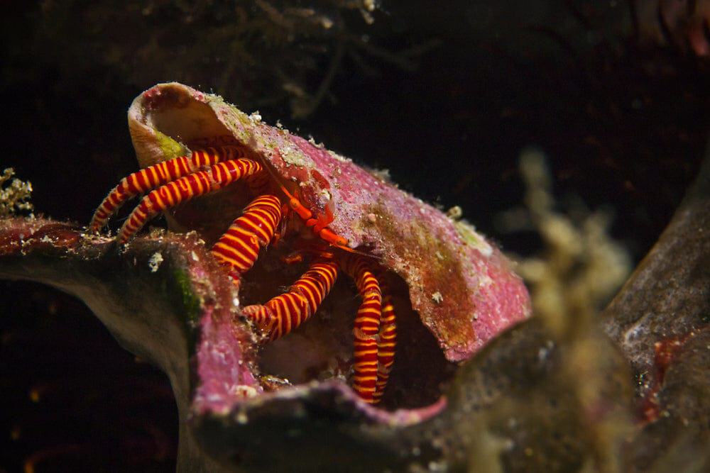 Crab: Orange Leg Hermit (Reef Safe)