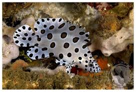 Panther Grouper - Cromileptes altivelis