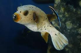 Dogface Puffer - Arothron nigropunctatus
