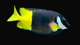 Fiji Foxface; Fiji - Siganus uspi