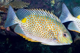 Orangespot Rabbit - Siganus guttatus