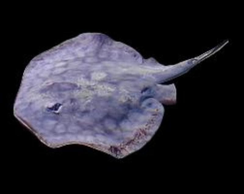 Stingray: California