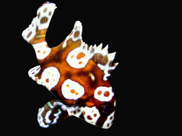 Sweetlips: Spotted