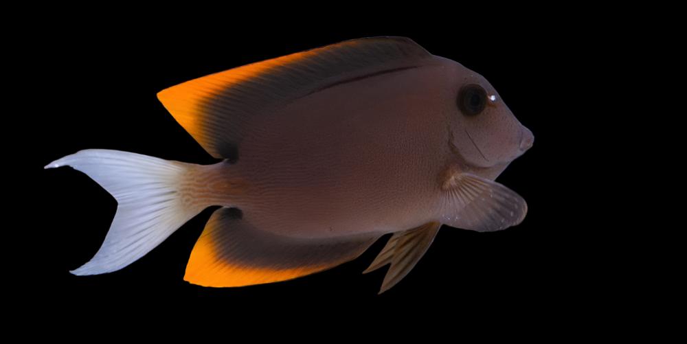 Flame Fin (Tomini) Tang - Ctenochaetus tominiensis