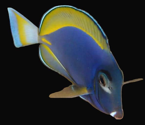 Powder Blue Hybrid Surgeon - Acanthurus sp.