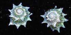 Snail: Star; Atl.