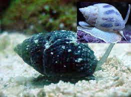 Snail: Nassarius