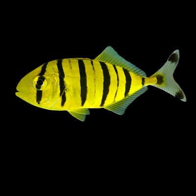 Pilotfish - Gnathanodon speciosus