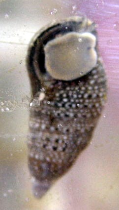 Cerith Snail - Cerith sp.