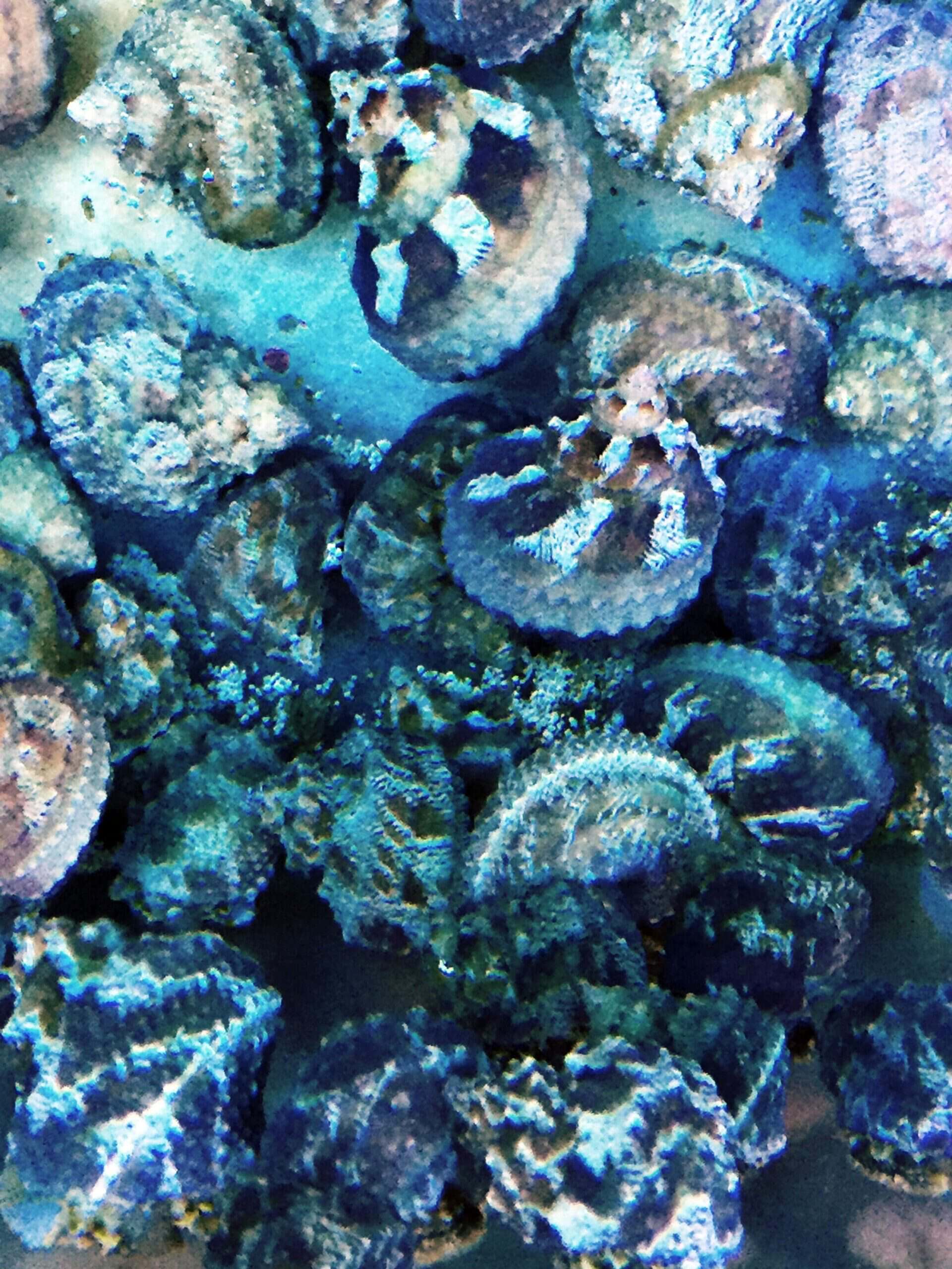 Cat Eye Snail - Turbo sp