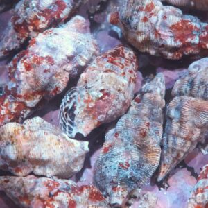 Snail: Cerith Coralline ATL