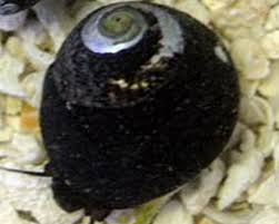 Margarita Turbo Snail - Turbo sp.