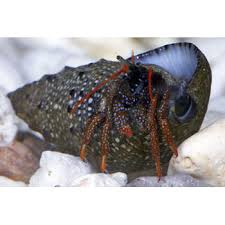 Red Leg Reef Hermit; Pac. - Paguristes sp.