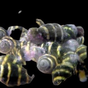Snail: Bumble Bee