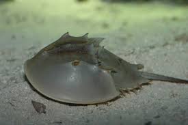 Horse Shoe Crab; Atl. - Limulus polyphemus