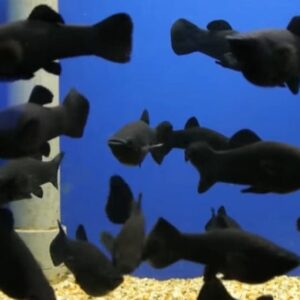 Misc. Fish: Black Molly; Saltwater