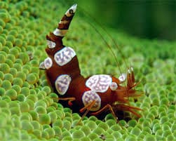 Sexy Shrimp - Thor amboinensis