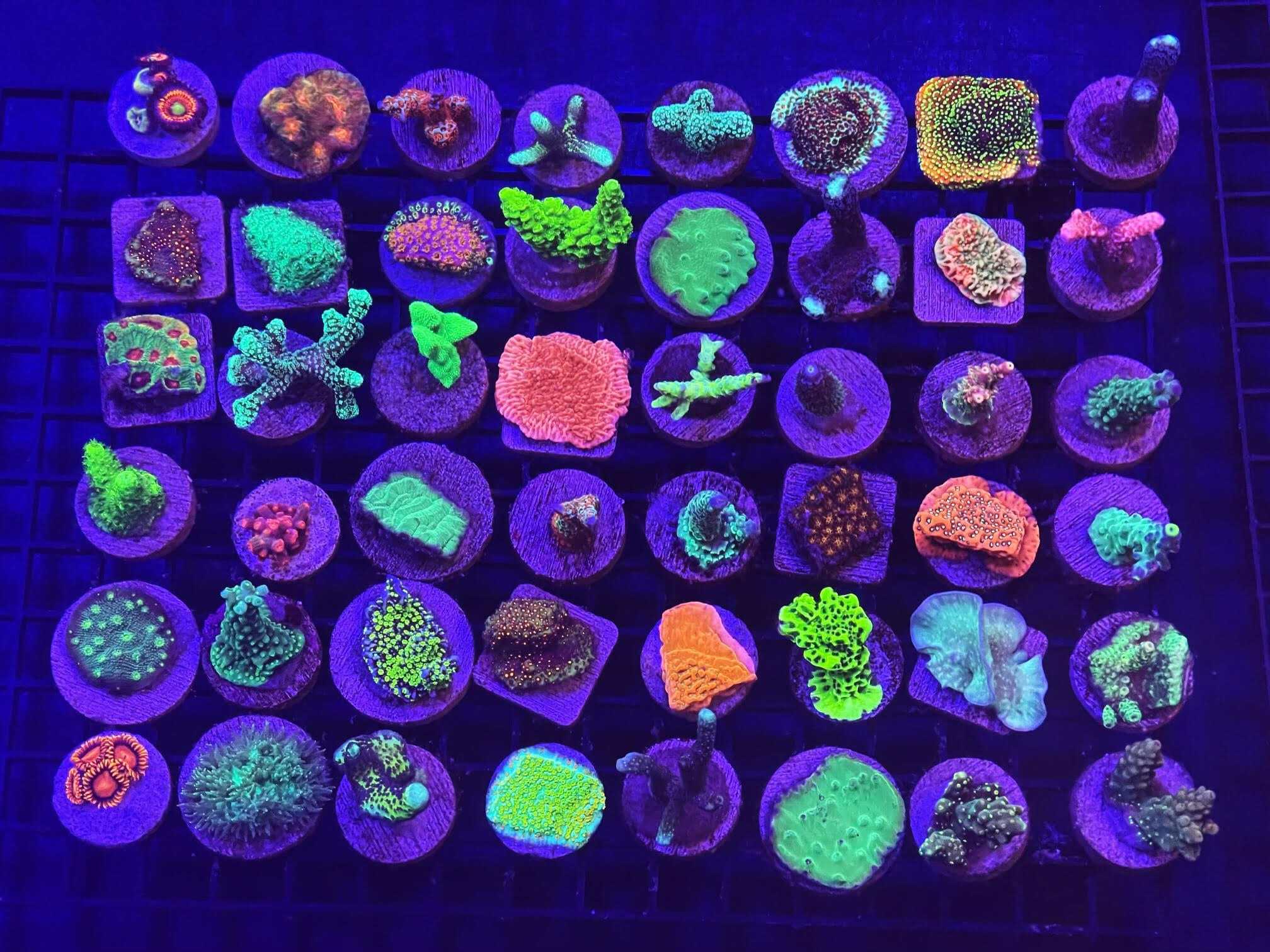SDC Cultured Coral Frag Pack - Assorted Corals