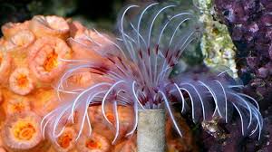 Feather Duster; Red / Pink - Sabellastarte sp.