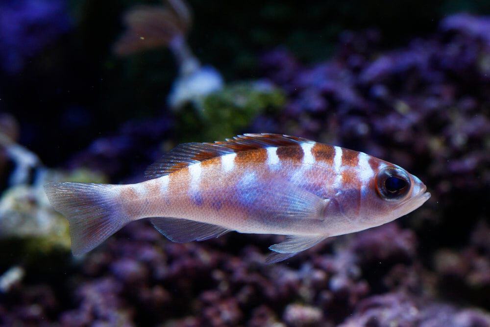 Chalk Basslet; Atl. - Serranus tortugarum