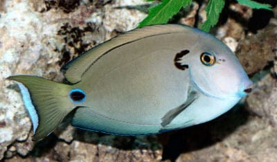Tennenti Tang - Acanthurus tennenti