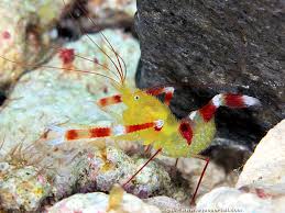 Gold Coral Banded Shrimp - Stenopus sp.